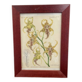 Orchid botanical illustration frame