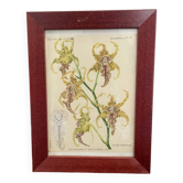 Cadre illustration botanique orchidée