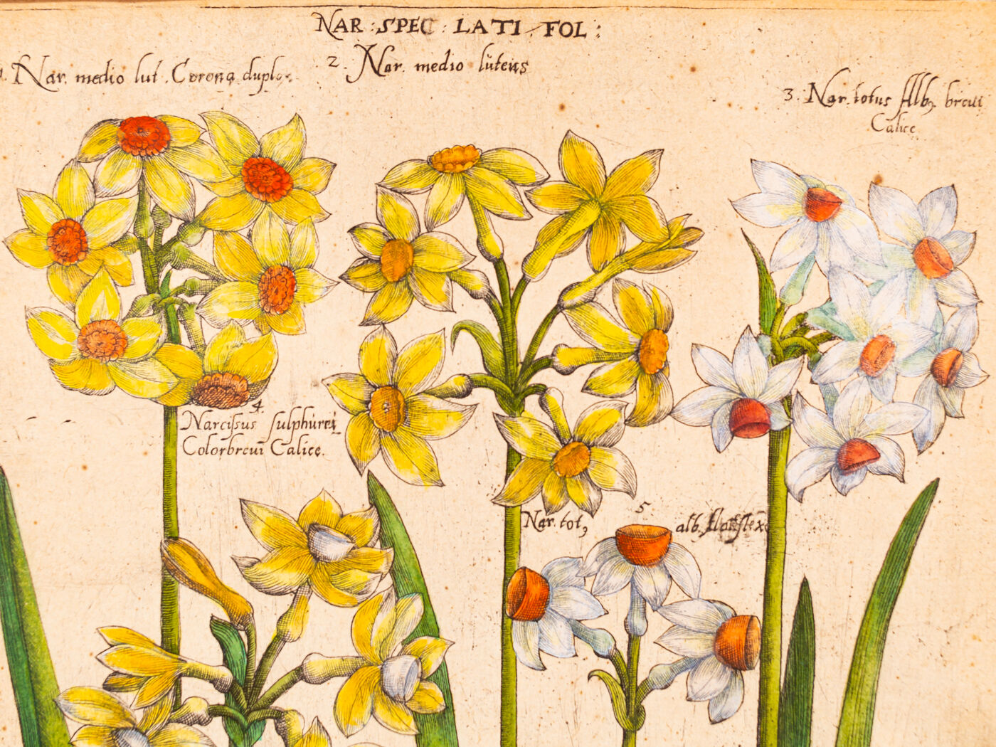 Botanical Drawings from the 18th Century, Colored Copperplate, 83 x 113 cm