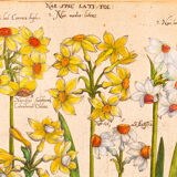 Botanical Drawings from the 18th Century, Colored Copperplate, 83 x 113 cm
