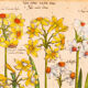 Botanical Drawings from the 18th Century, Colored Copperplate, 83 x 113 cm