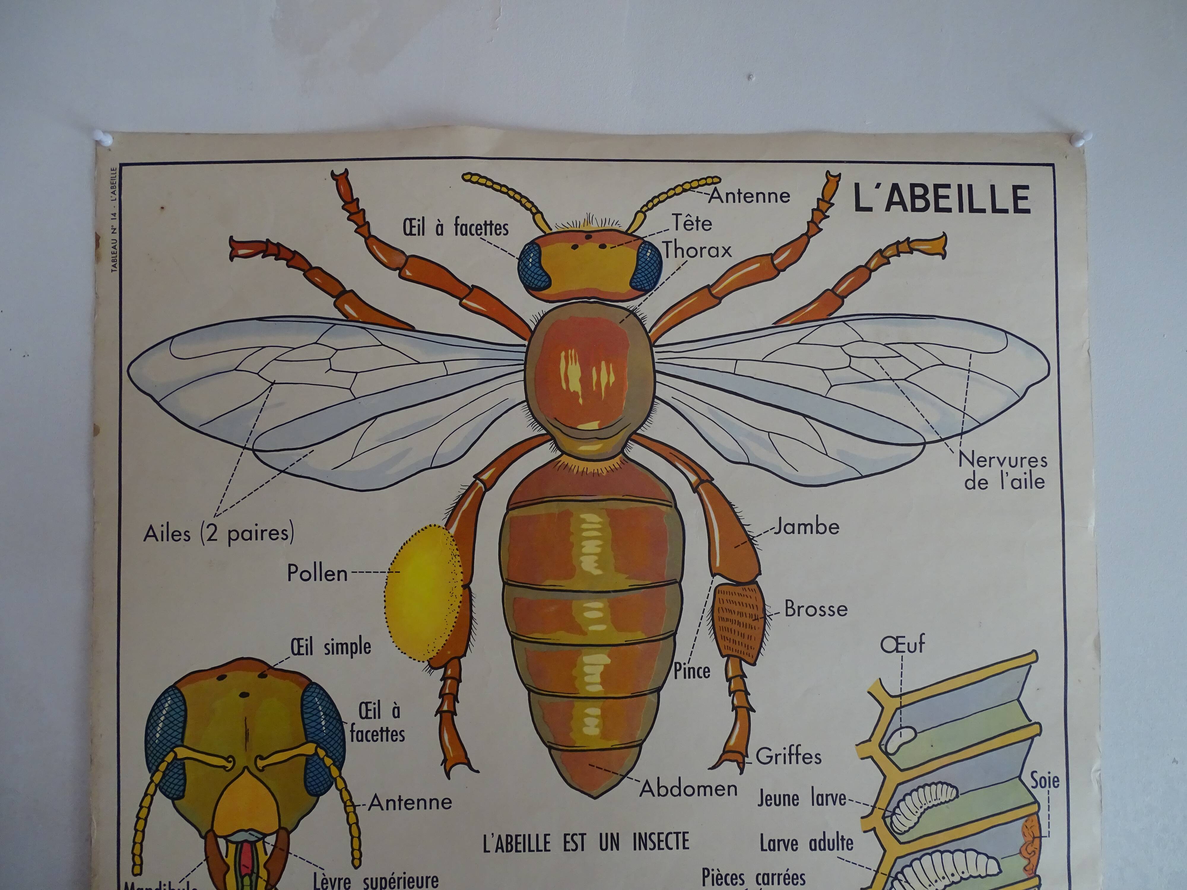 School poster on both sides anatomy fish and bee. Edition MDI.1964