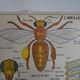 School poster on both sides anatomy fish and bee. Edition MDI.1964