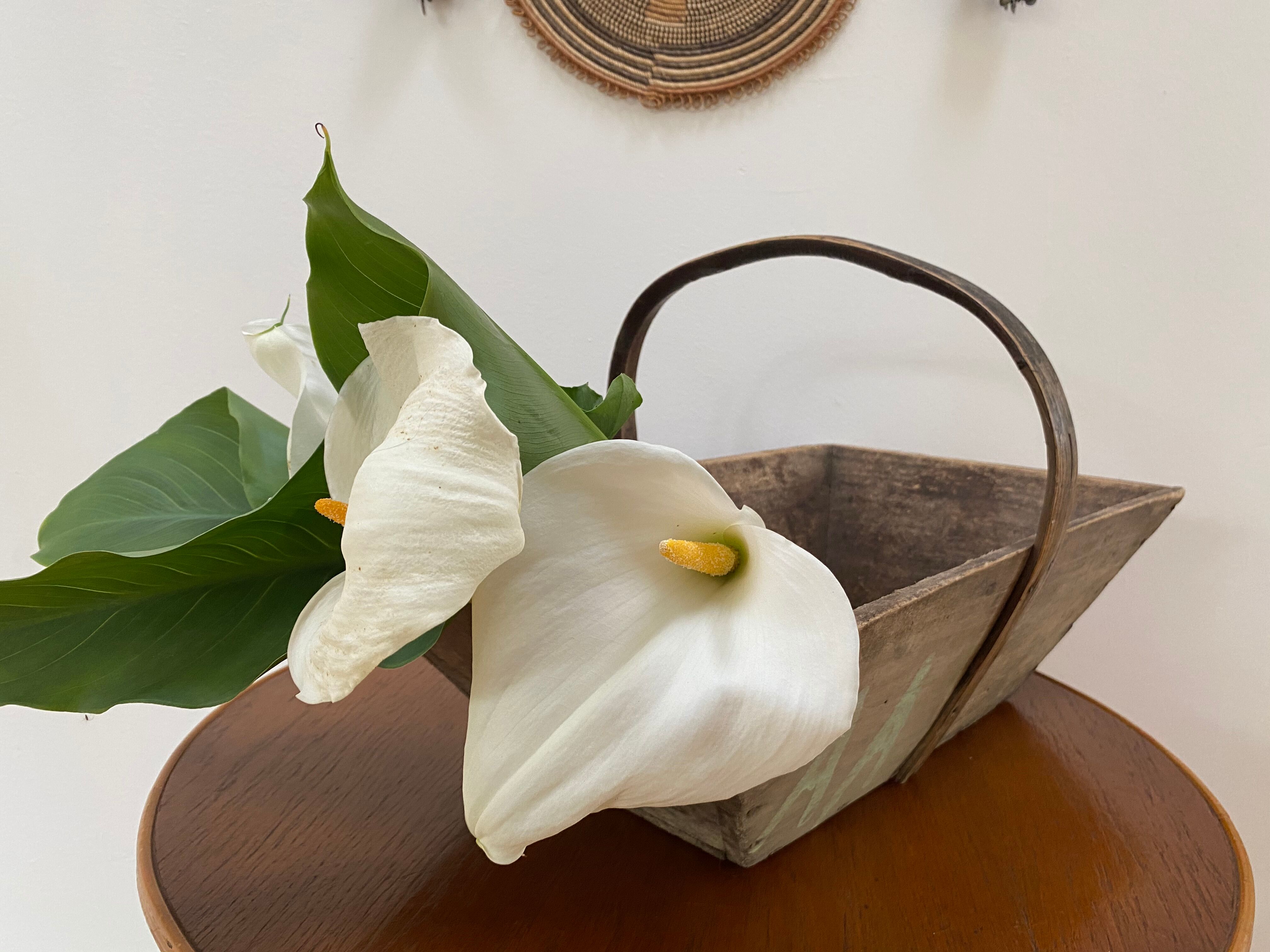 Wooden basket XL oléron fishing bucket