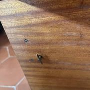 Table à musique en marqueterie italienne (Sorrente) - Mélodie « Torna