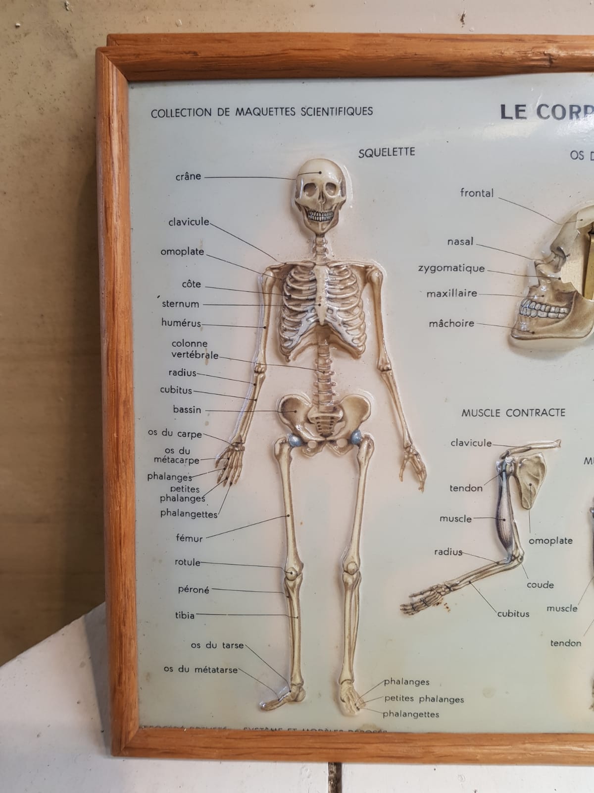 Pair old medical board the human body + vintage wood frame
