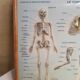 Pair old medical board the human body + vintage wood frame