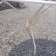 Iron garden table, 117cms in diameter