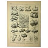 Botanical plate 1921 M. Dessertenne - Vegetable onions - Old image