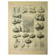 Botanical plate 1921 M. Dessertenne - Vegetable onions - Old image