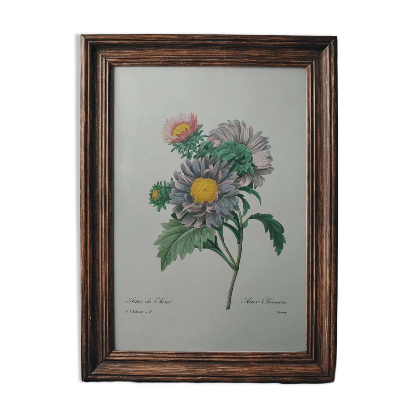 Planche illustrée originale Aster de Chine