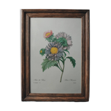 Planche illustrée originale Aster de Chine