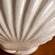 Shell lamp