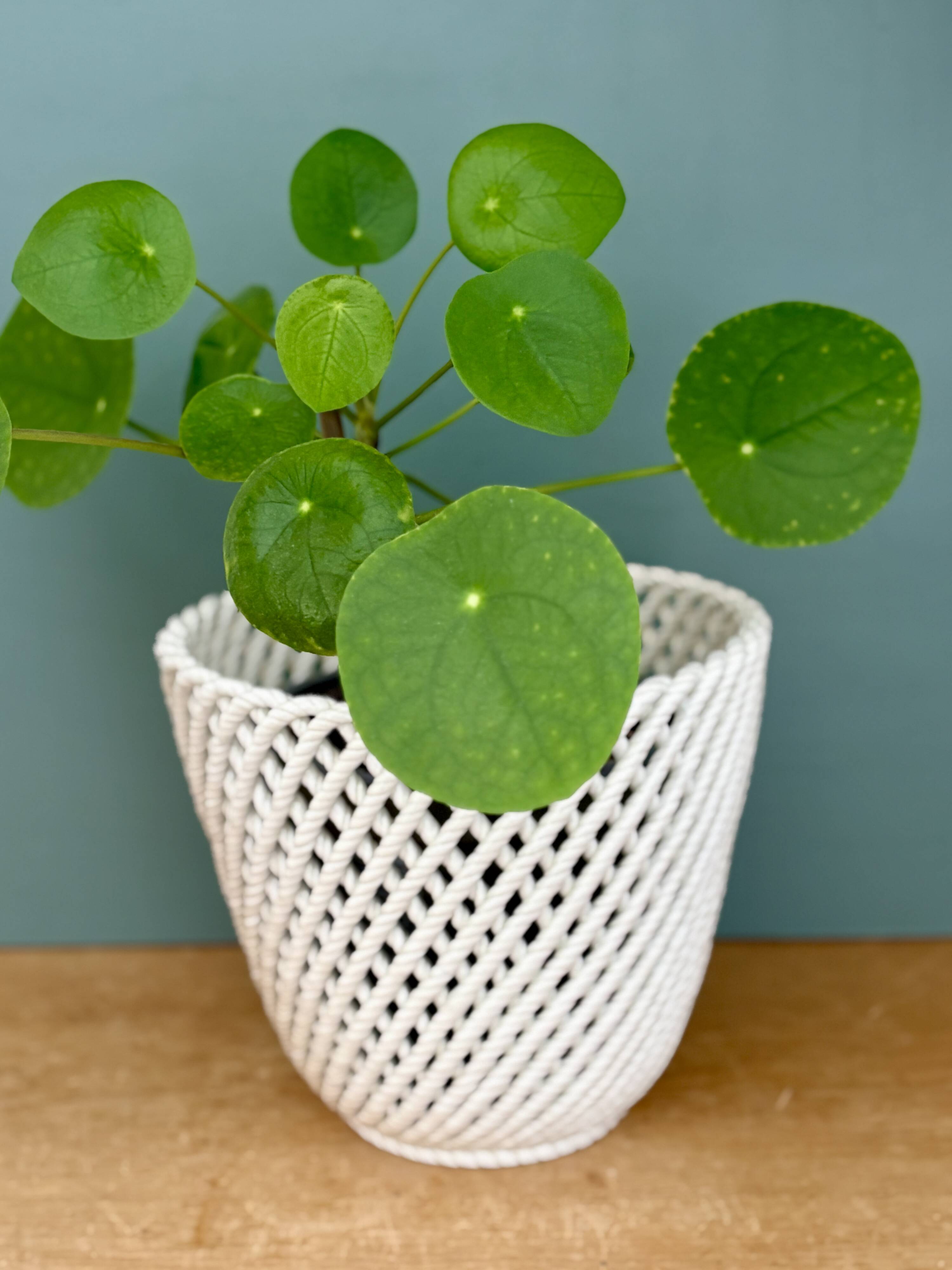 Vintage woven ceramic plant pot