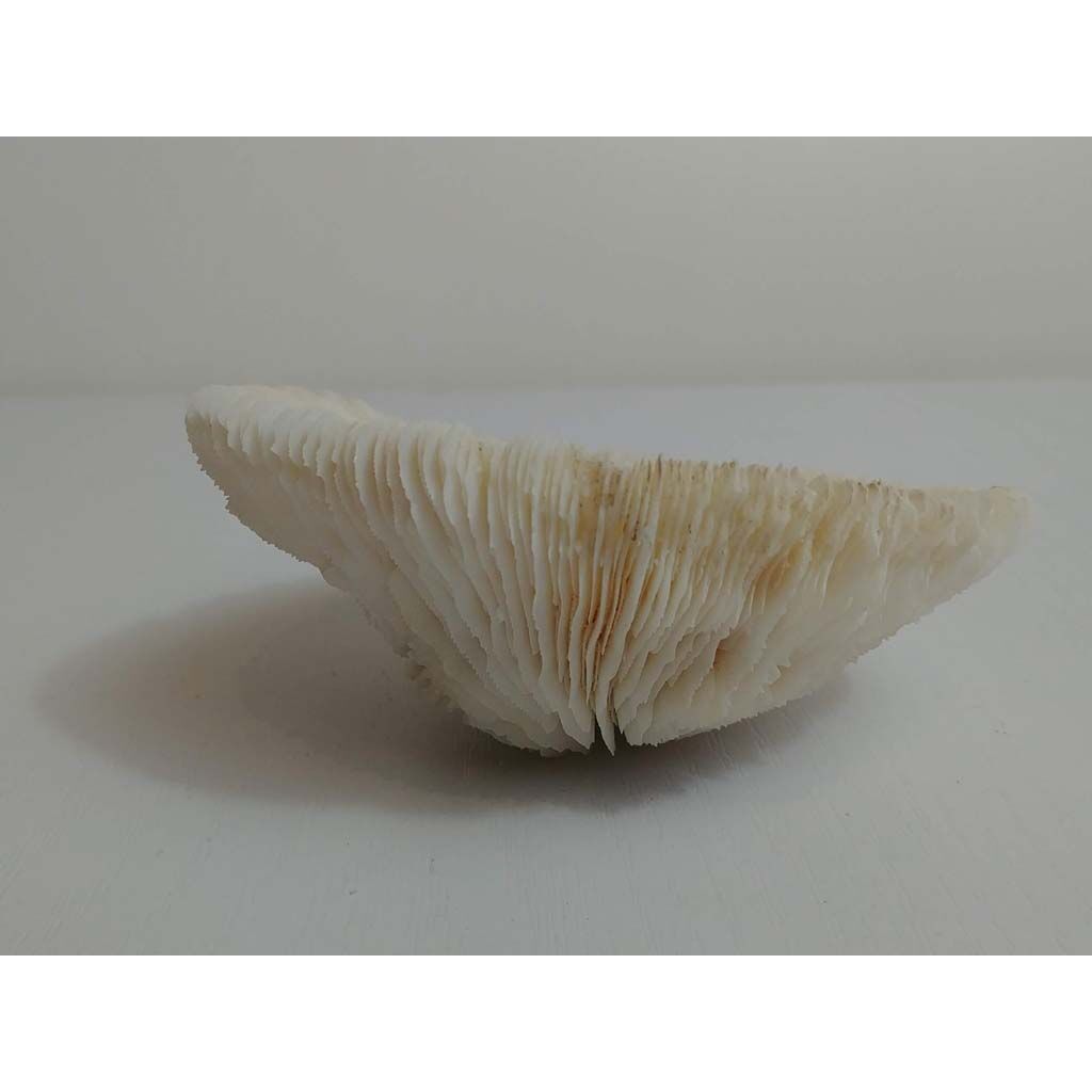 Mushroom Coral (Corail Fungia)