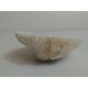 Mushroom Coral (Corail Fungia)
