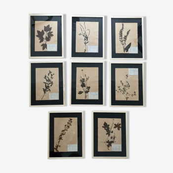 Set of 8 frames old herbarium board 1929