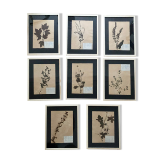Set of 8 frames old herbarium board 1929
