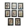 Set of 8 frames old herbarium board 1929