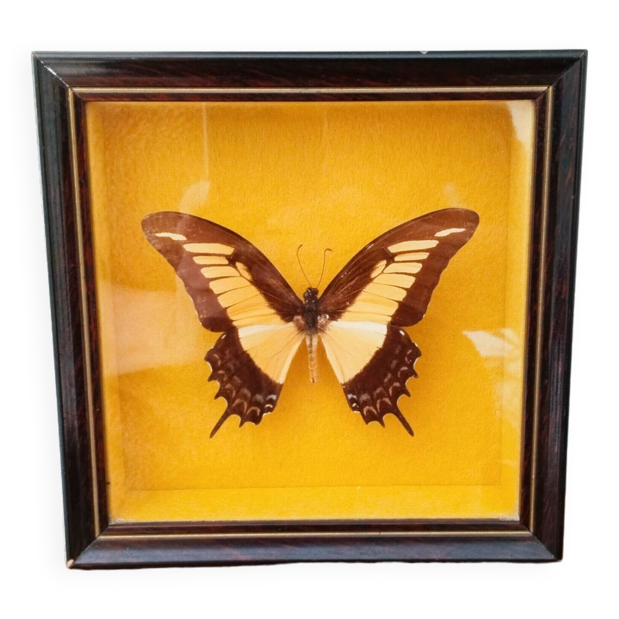 Butterfly stuffed under glass, And.Laodocus