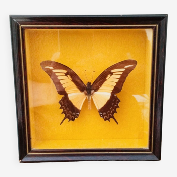 Papillon naturalisé sous verre , And.Laodocus