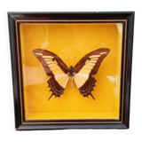 Butterfly stuffed under glass, And.Laodocus