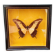 Papillon naturalisé sous verre , And.Laodocus
