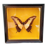 Butterfly stuffed under glass, And.Laodocus