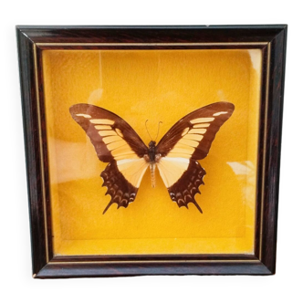 Papillon naturalisé sous verre , And.Laodocus