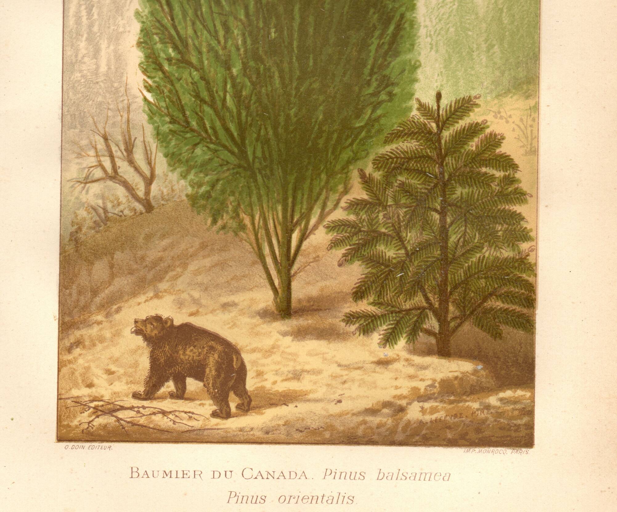 Botanical engraving from 1889 - Baume and bear by A. Lefevre. Nature plate.