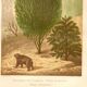 Botanical engraving from 1889 - Baume and bear by A. Lefevre. Nature plate.