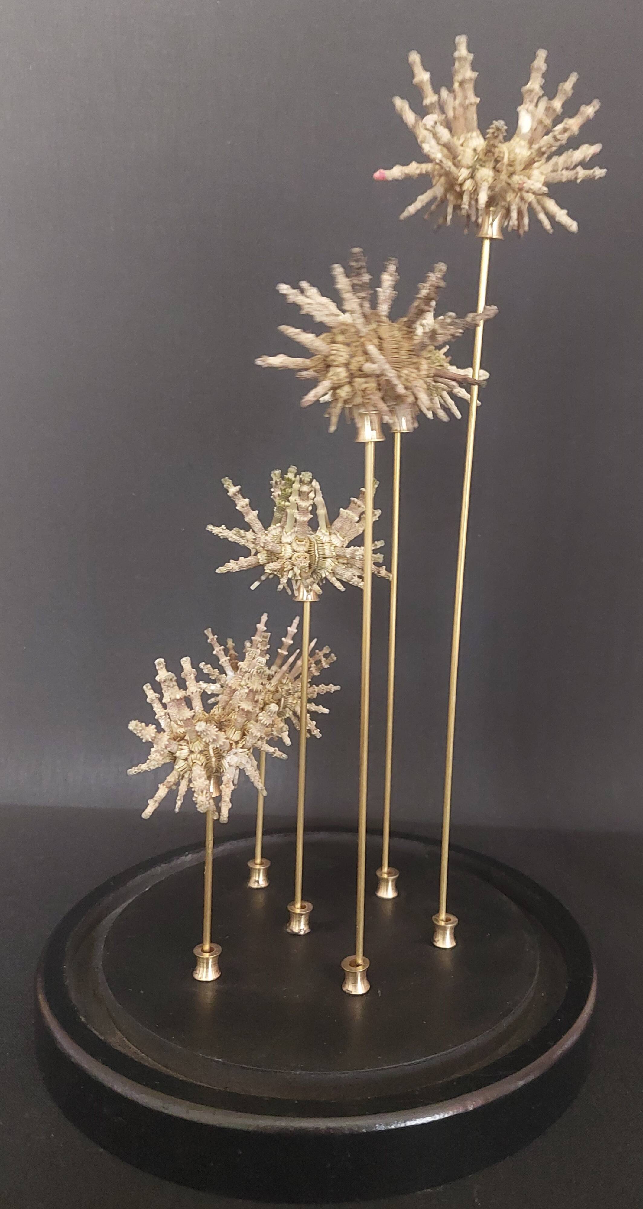Cabinet of Curiosities globe with sea urchins Plococidaris verticillata