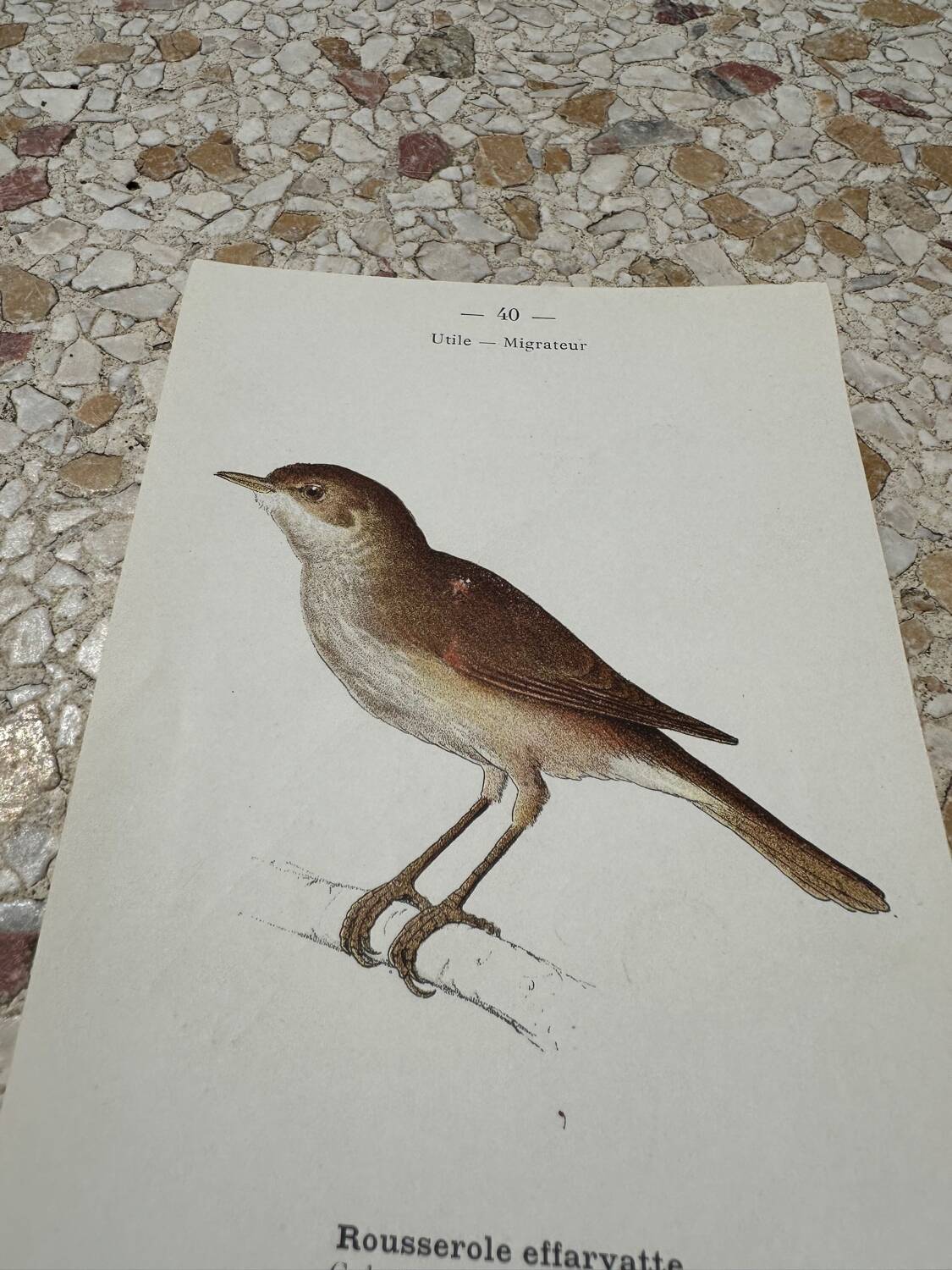 Gravure botanique ancienne planche naturaliste oiseaux 1903