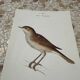 Gravure botanique ancienne planche naturaliste oiseaux 1903
