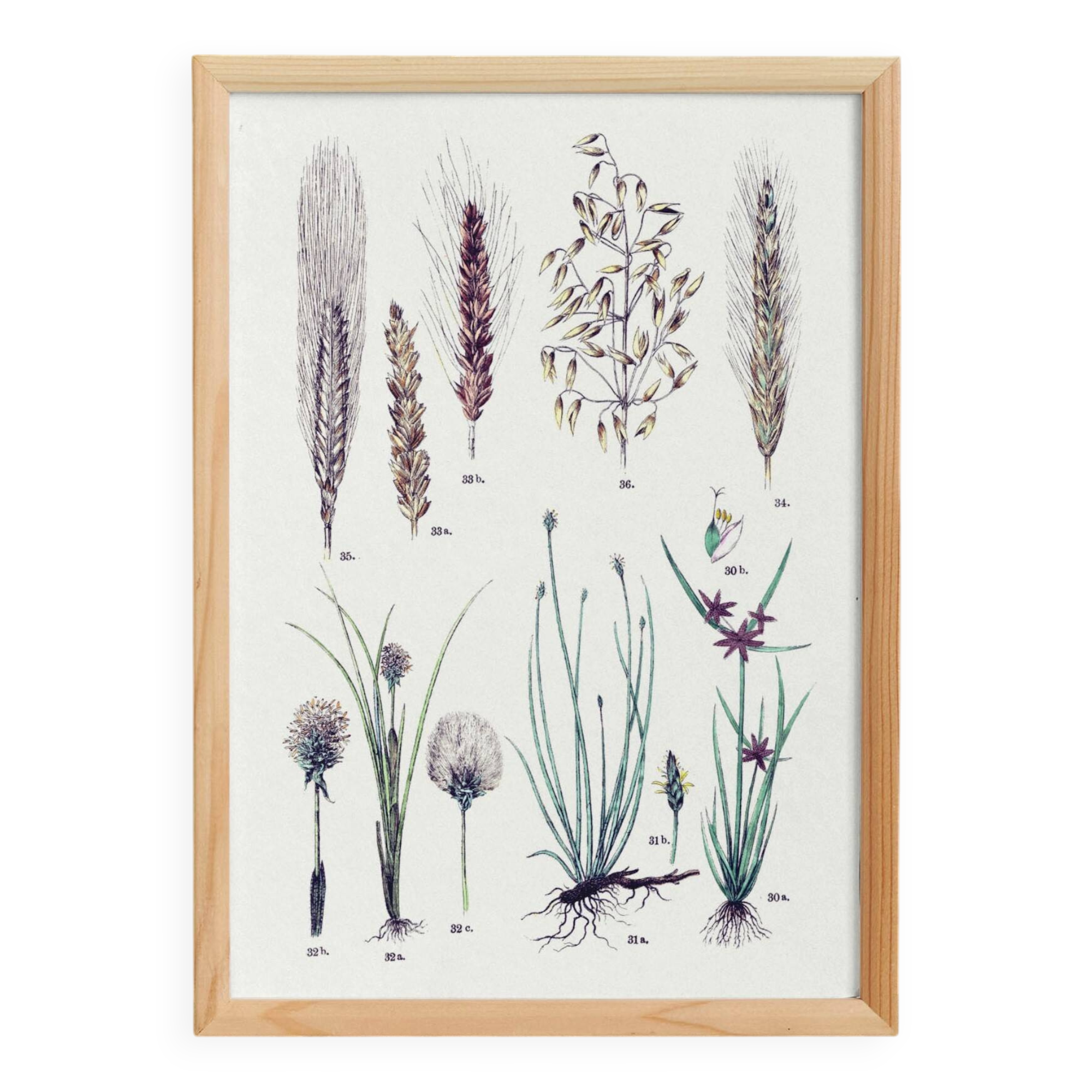 Poster on plants, after an engraving from 1881 (nutgrass, bulrush, cotton grass, wheat,)