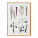 Poster on plants, after an engraving from 1881 (nutgrass, bulrush, cotton grass, wheat,)
