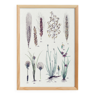 Affiche sur les plantes, d'après une gravure de 1881 (souchet, scirpe, linaigrette, blé,)