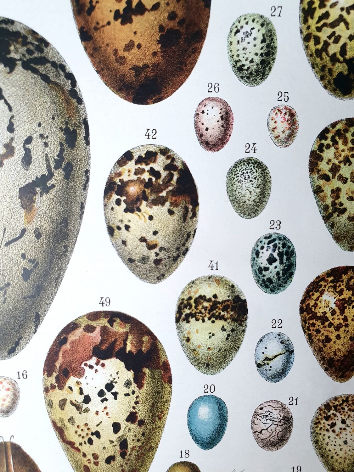 Egg board poster 40s