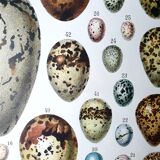 Egg board poster 40s