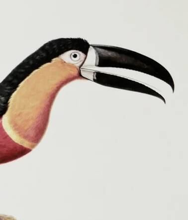 Bestiary plates from the Museum of Natural History Toucan of Pará.