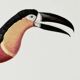 Bestiary plates from the Museum of Natural History Toucan of Pará.