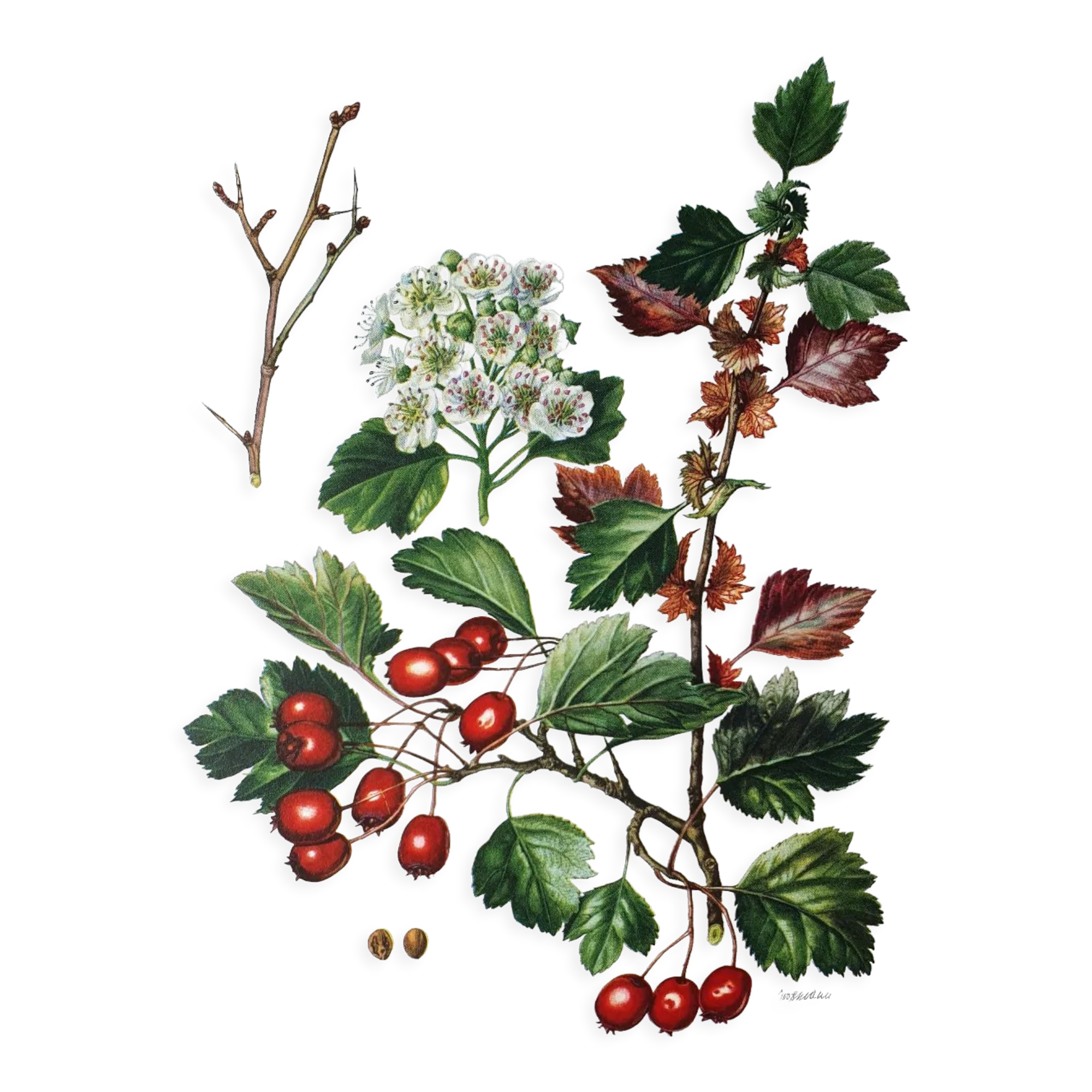 Hawthorn botanical board