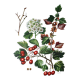 Hawthorn botanical board
