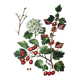 Hawthorn botanical board