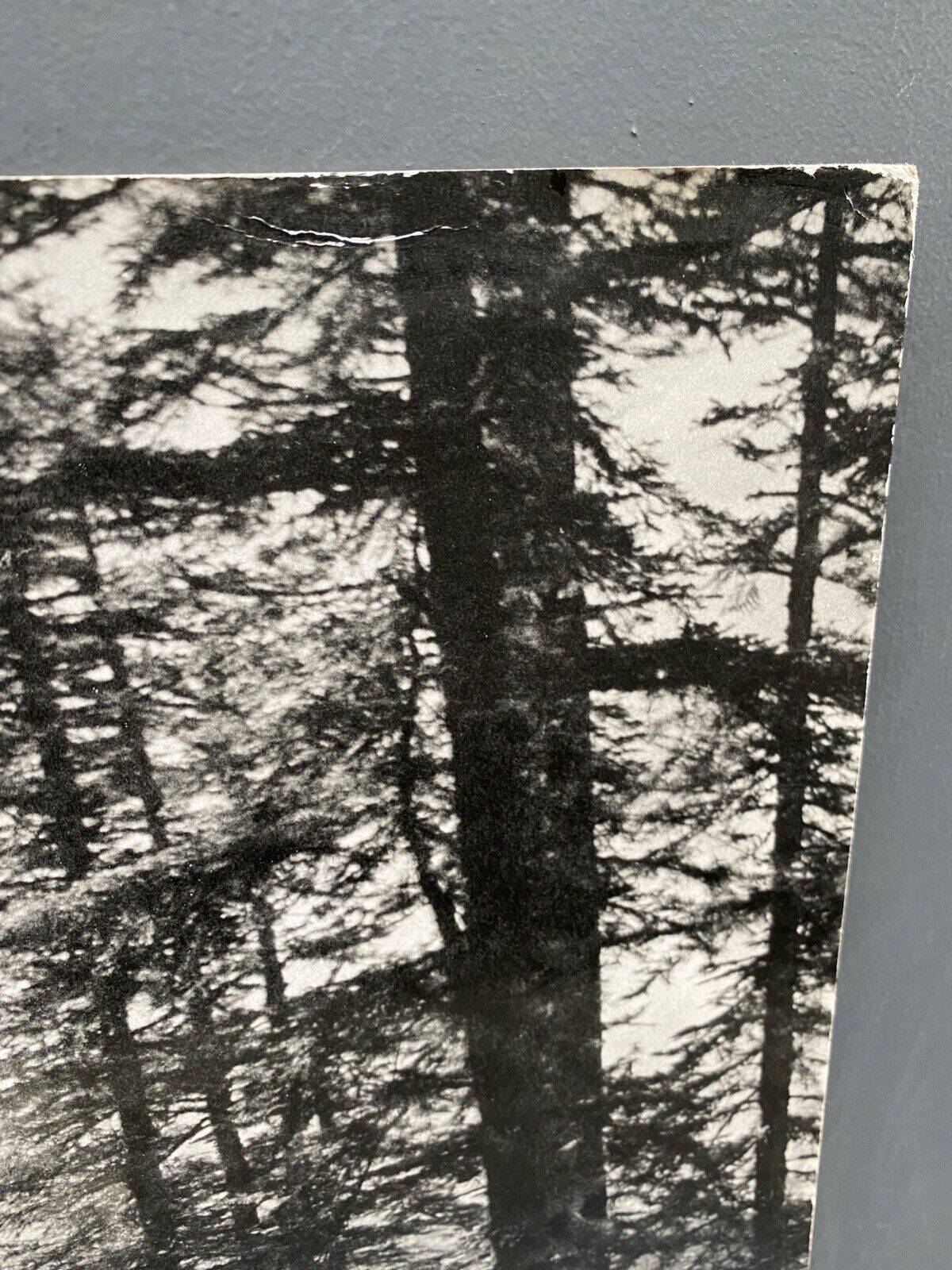 Silver gelatin photograph by Bernard Darot AFIAP. Sun in the Vosges Forest