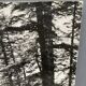 Silver gelatin photograph by Bernard Darot AFIAP. Sun in the Vosges Forest