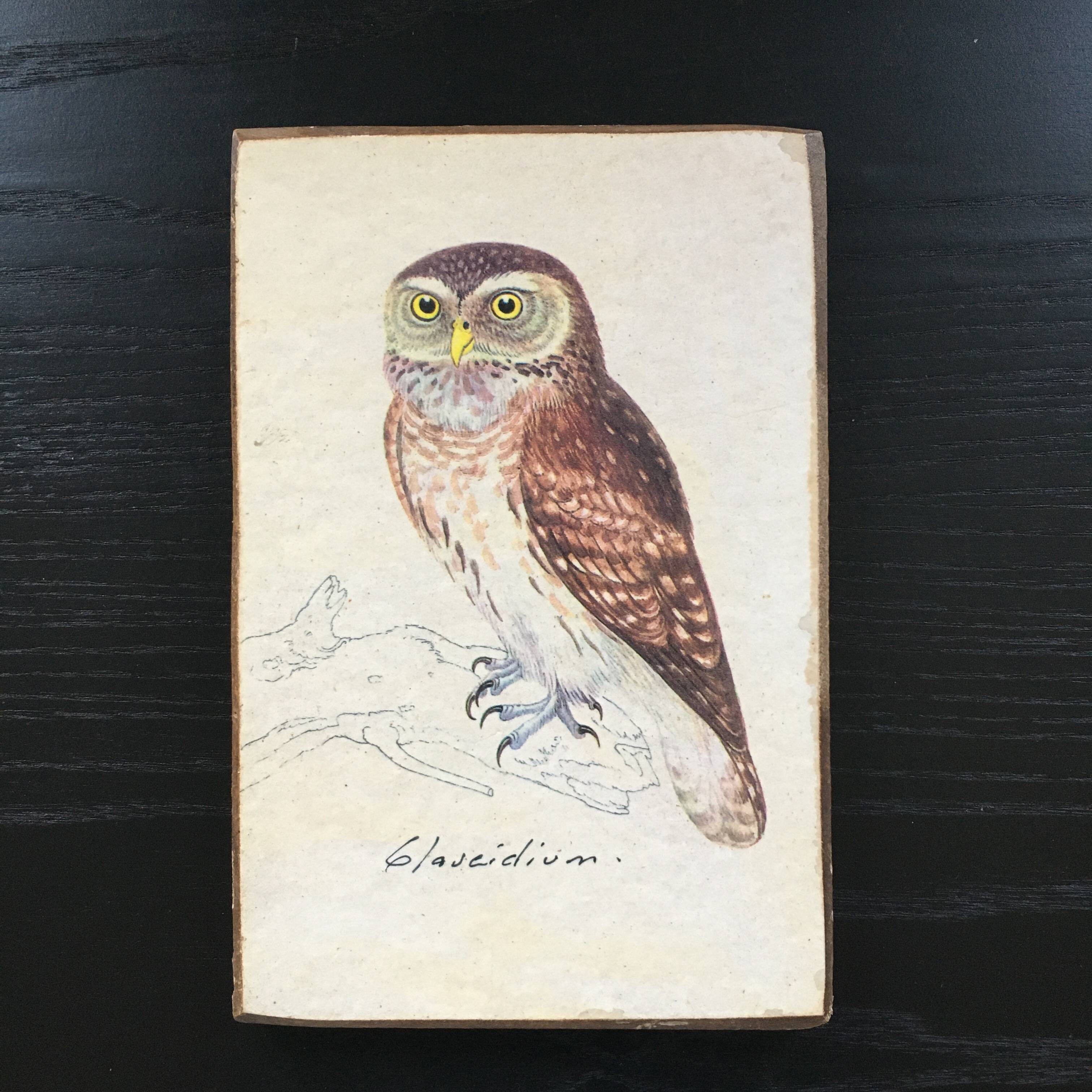 Owl ornithological board