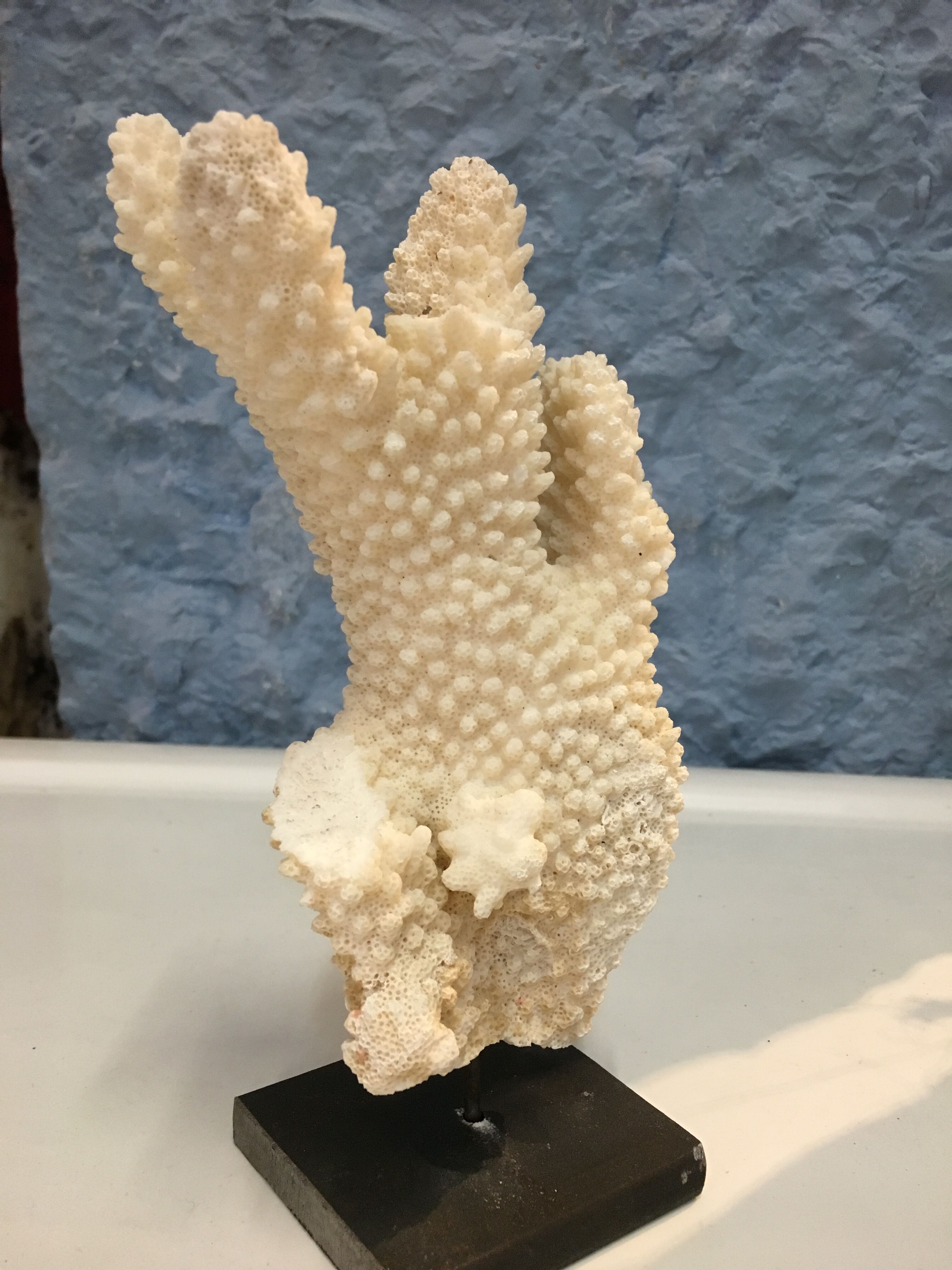 Coral on pedestal
