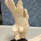 Coral on pedestal