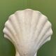 Paire d'appliques d'angle forme coquillage en plâtre MCM